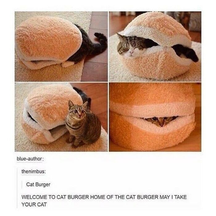 Get Ready To Laugh: 48 Cat Memes That Nail The Crazy Cat Life