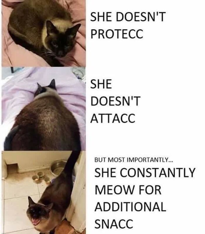 Get Ready To Laugh: 48 Cat Memes That Nail The Crazy Cat Life
