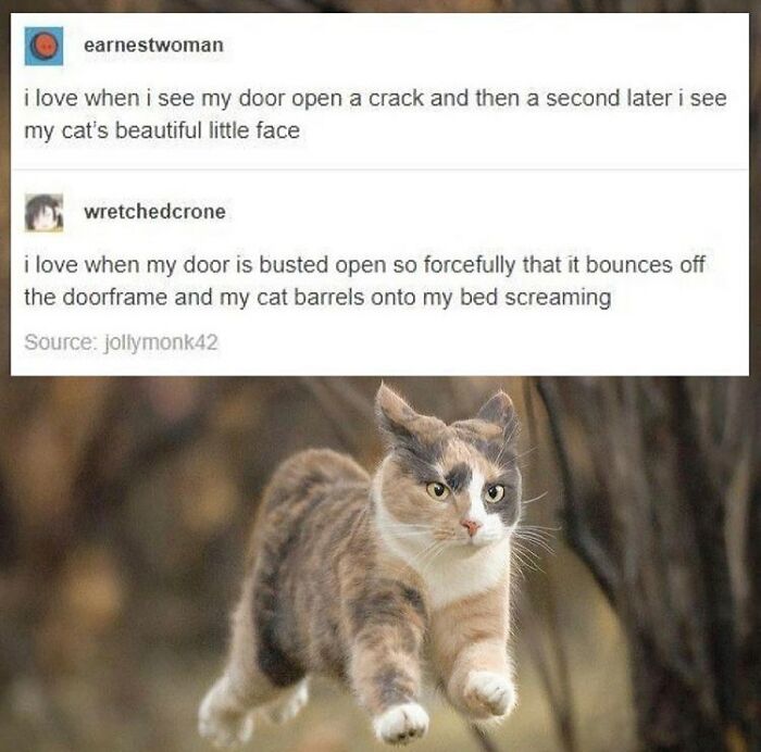Get Ready To Laugh: 48 Cat Memes That Nail The Crazy Cat Life