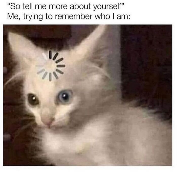Get Ready To Laugh: 48 Cat Memes That Nail The Crazy Cat Life