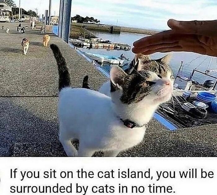 Get Ready To Laugh: 48 Cat Memes That Nail The Crazy Cat Life