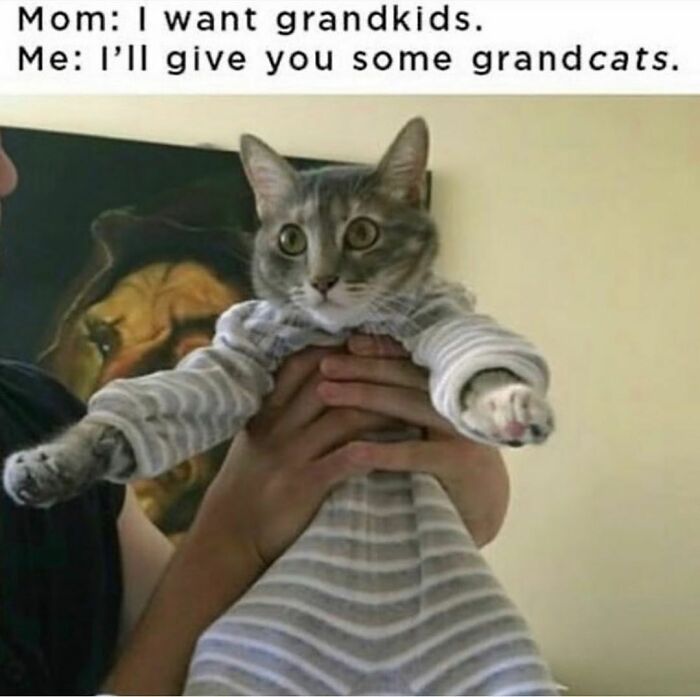 Get Ready To Laugh: 48 Cat Memes That Nail The Crazy Cat Life