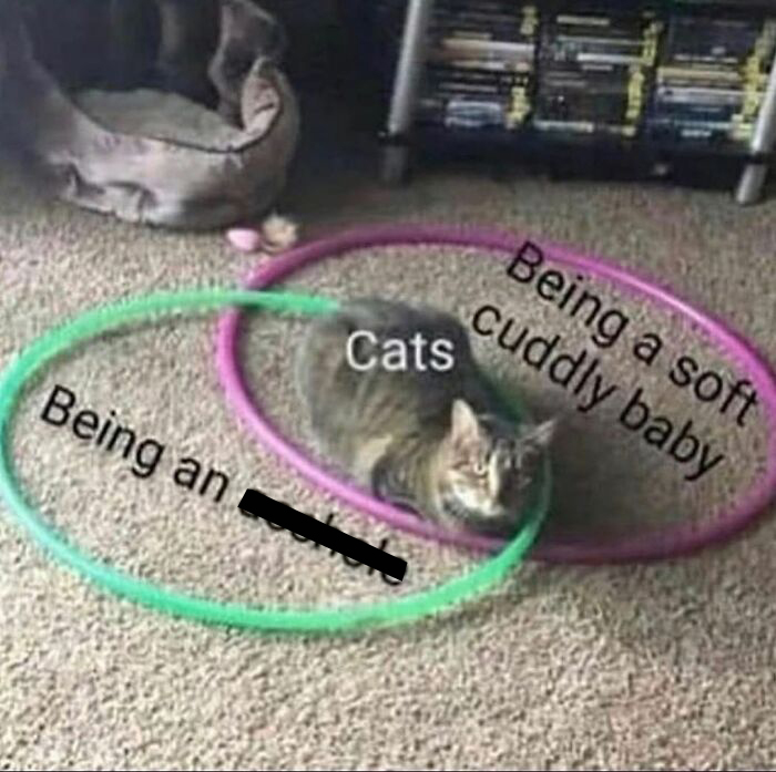 Get Ready To Laugh: 48 Cat Memes That Nail The Crazy Cat Life