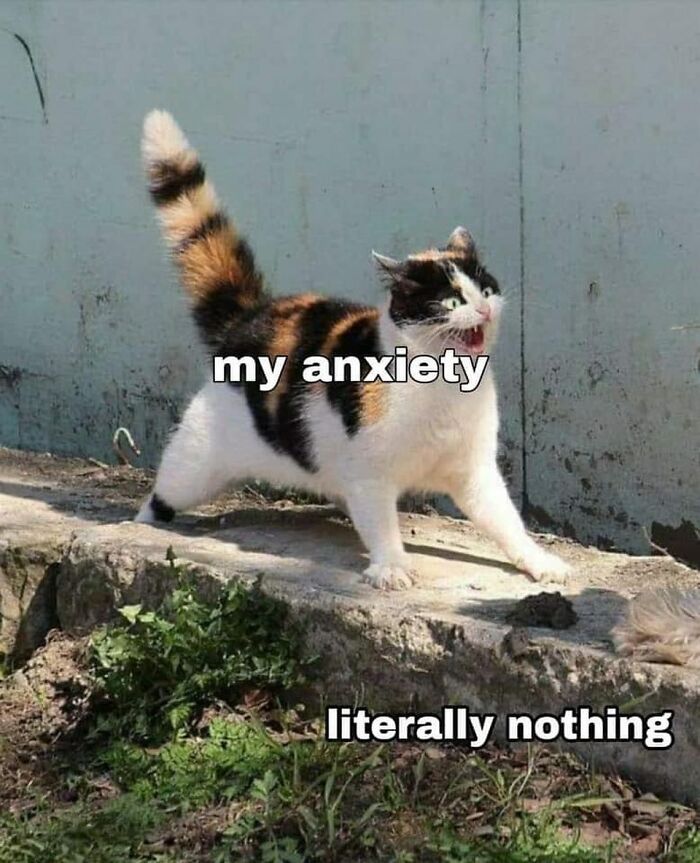 Get Ready To Laugh: 48 Cat Memes That Nail The Crazy Cat Life