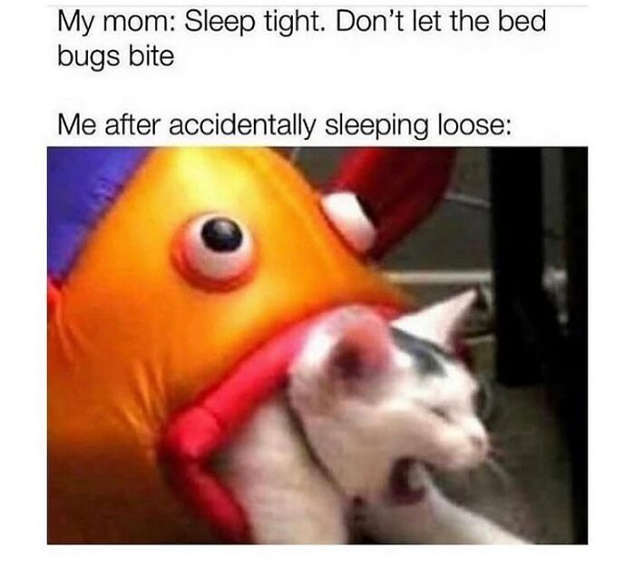 Get Ready To Laugh: 48 Cat Memes That Nail The Crazy Cat Life