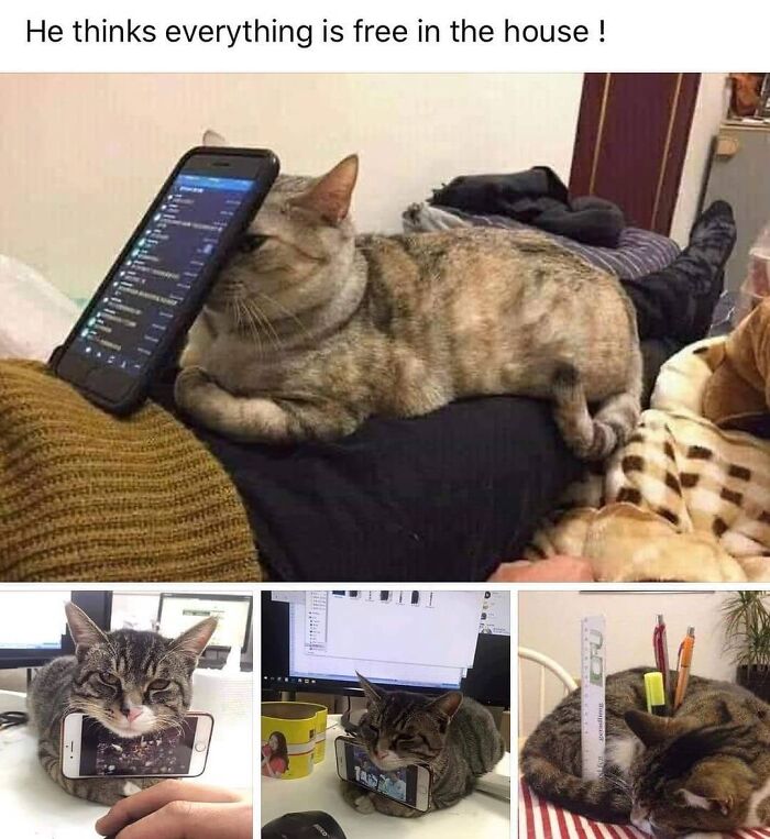 Get Ready To Laugh: 48 Cat Memes That Nail The Crazy Cat Life