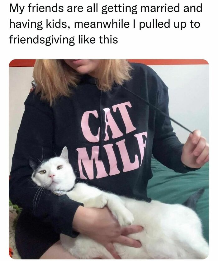 Get Ready To Laugh: 48 Cat Memes That Nail The Crazy Cat Life