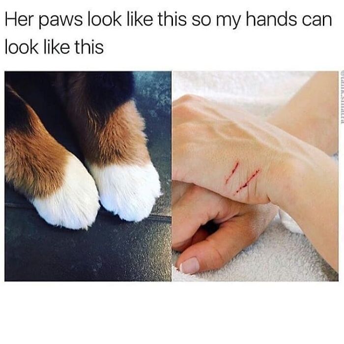 Get Ready To Laugh: 48 Cat Memes That Nail The Crazy Cat Life