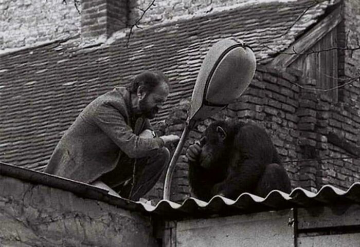 Zoo Director Negotiates With Escaped Chimp, Belgrade 1988