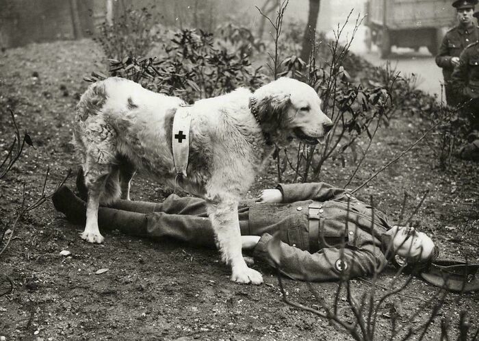 Mercy Dogs in Training, 1917