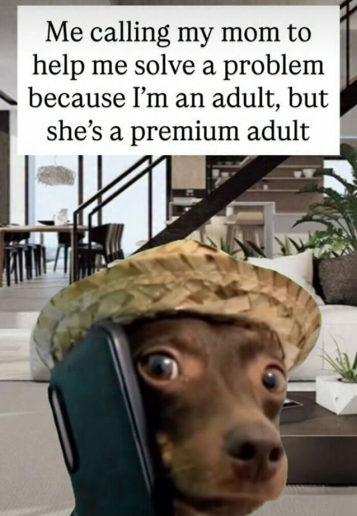 Adulting Is a Mess: 74 Memes That Nail the Struggle