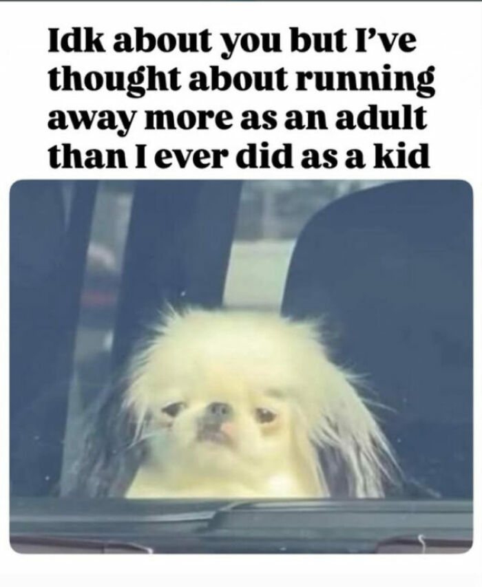 Adulting Is a Mess: 74 Memes That Nail the Struggle