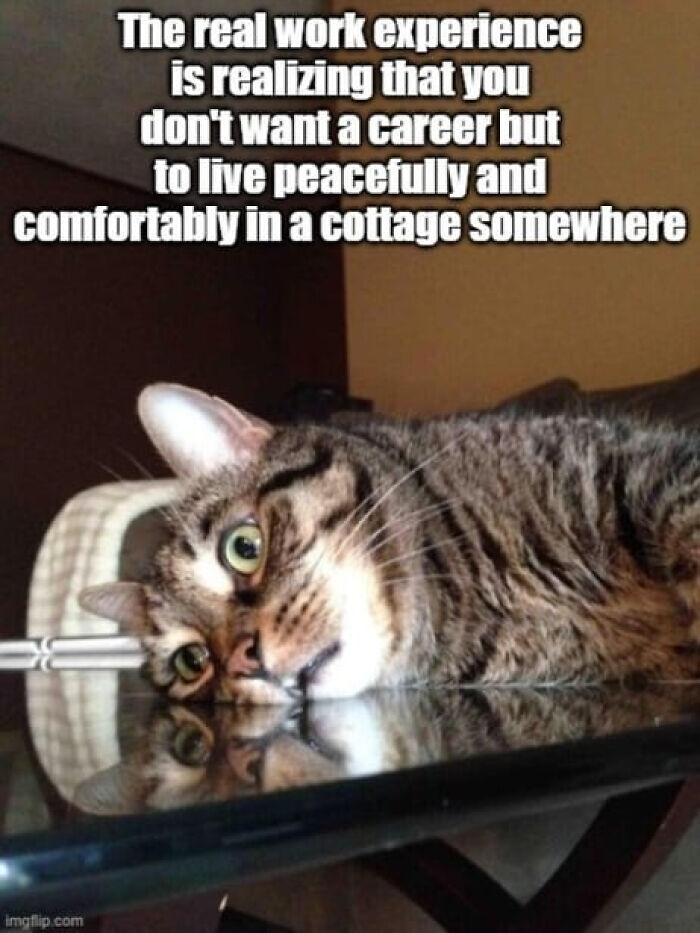 Adulting Is a Mess: 74 Memes That Nail the Struggle
