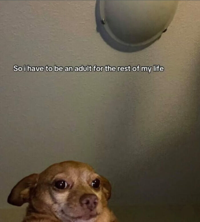 Adulting Is a Mess: 74 Memes That Nail the Struggle