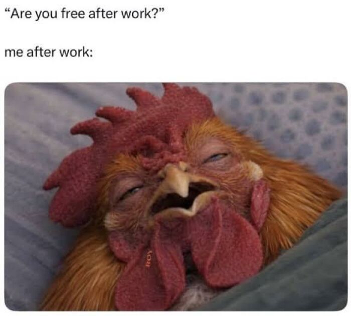 Adulting Is a Mess: 74 Memes That Nail the Struggle