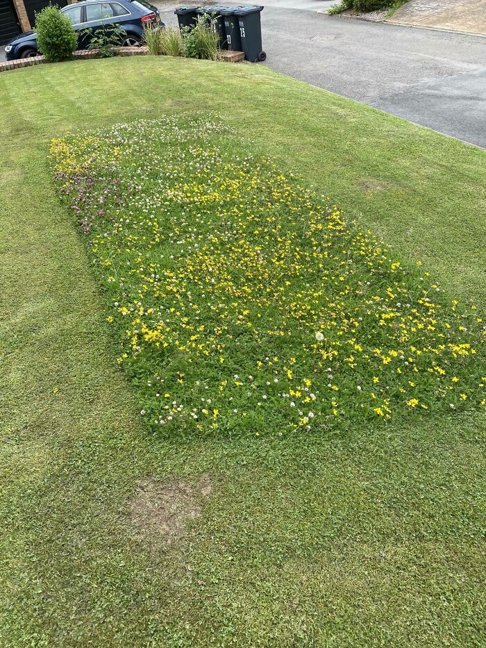 Wildflower Rectangle Left in Lawn So Bees Have a Hangout