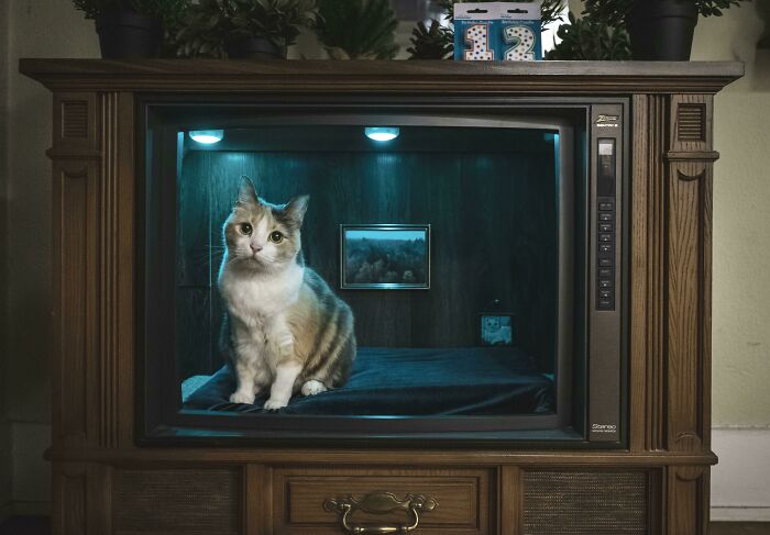 Cat TV: Old TV Recycled Into a Cozy Cat Bed