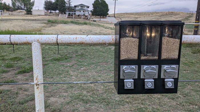 Free Feed Dispenser on Fence to Treat Passing Alpacas