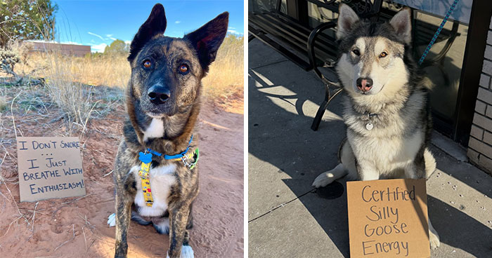 Dogs With Funny Signs Trying to Win Your Heart (And They’re Winning)