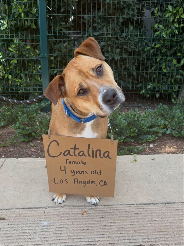 Catalina