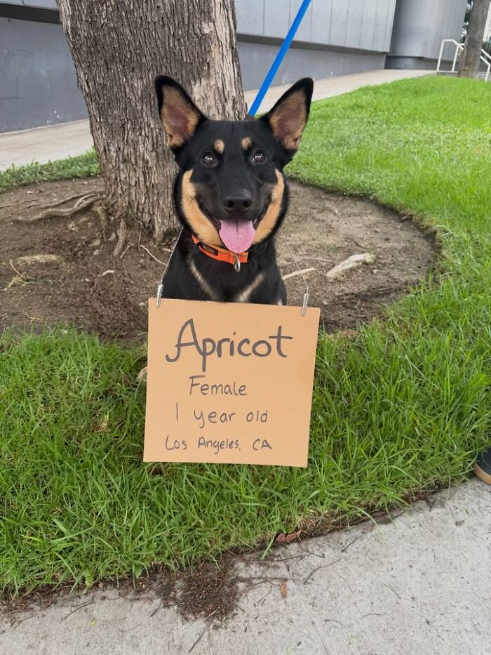 Apricot