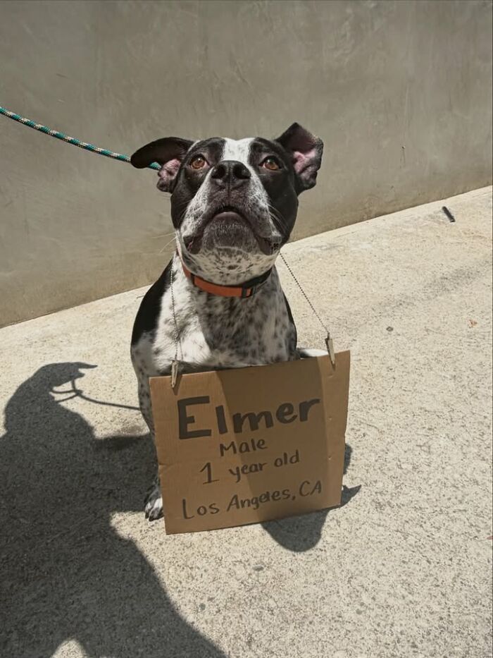 Elmer