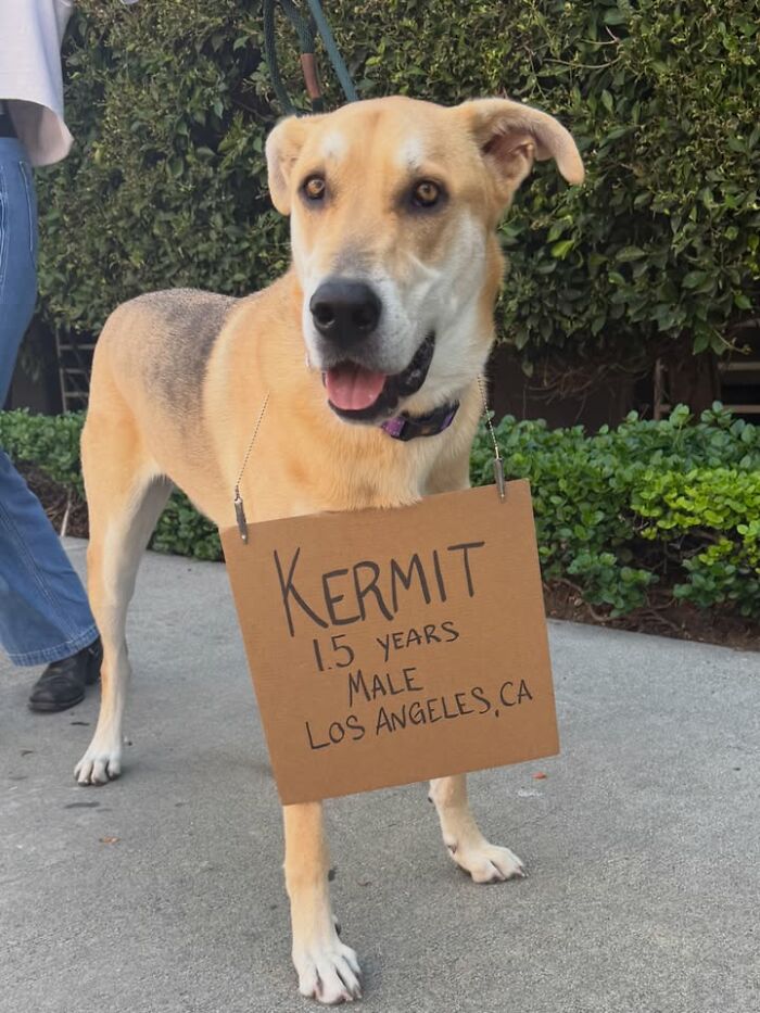 Kermit