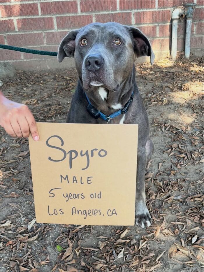 Spyro