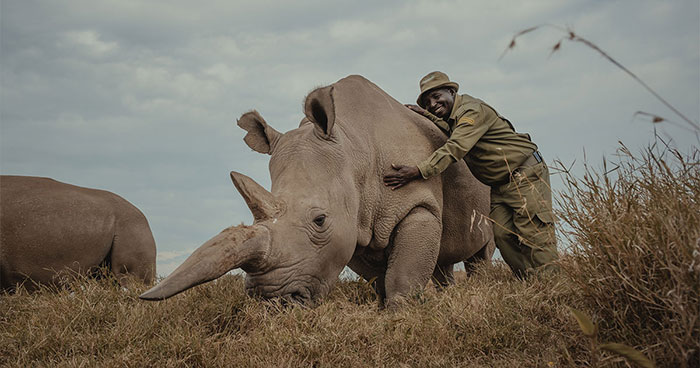 Meet The Last 2 Northern White Rhinos and Their Super Dedicated Squad