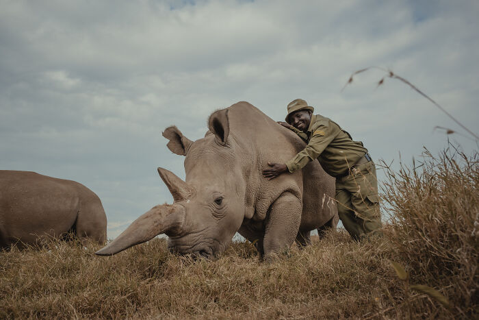Meet The Last 2 Northern White Rhinos and Their Super Dedicated Squad