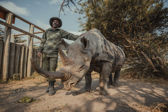 Meet The Last 2 Northern White Rhinos and Their Super Dedicated Squad