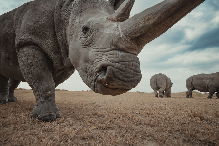 Meet The Last 2 Northern White Rhinos and Their Super Dedicated Squad