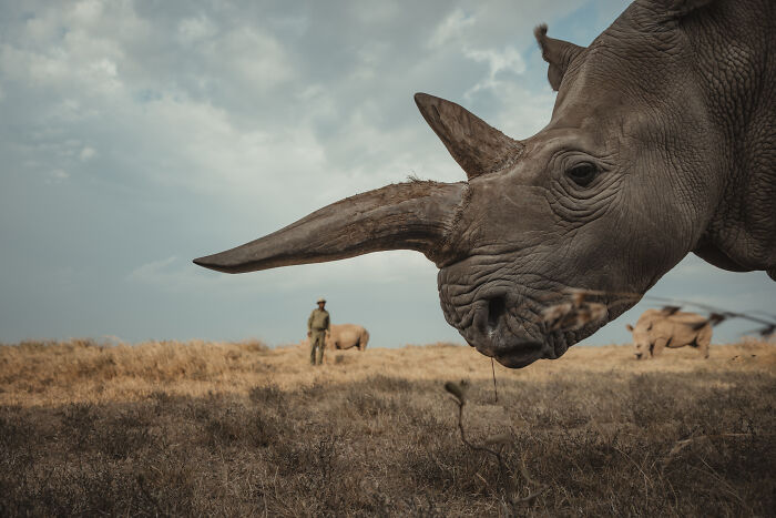 Meet The Last 2 Northern White Rhinos and Their Super Dedicated Squad