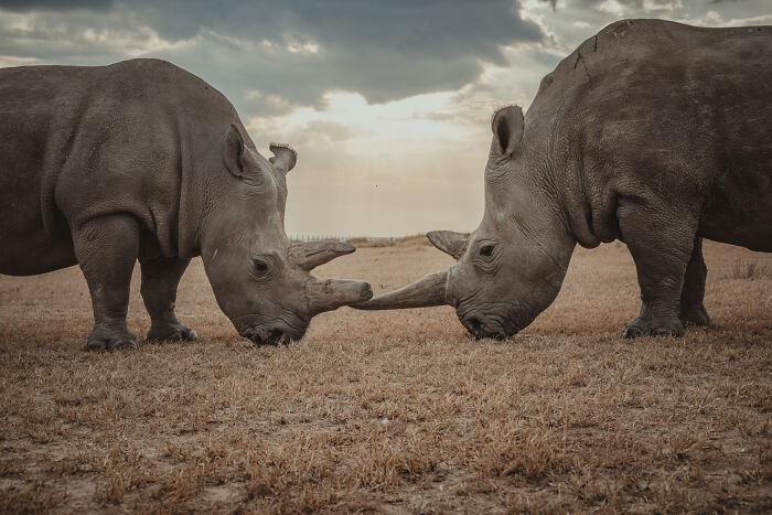 Meet The Last 2 Northern White Rhinos and Their Super Dedicated Squad