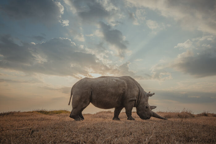 Meet The Last 2 Northern White Rhinos and Their Super Dedicated Squad