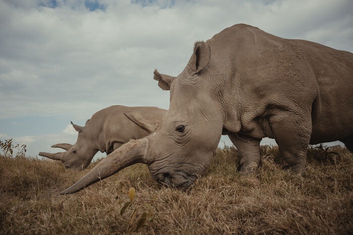 Meet The Last 2 Northern White Rhinos and Their Super Dedicated Squad