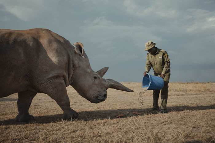 Meet The Last 2 Northern White Rhinos and Their Super Dedicated Squad