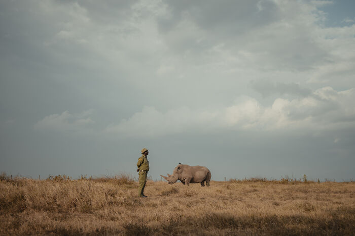 Meet The Last 2 Northern White Rhinos and Their Super Dedicated Squad