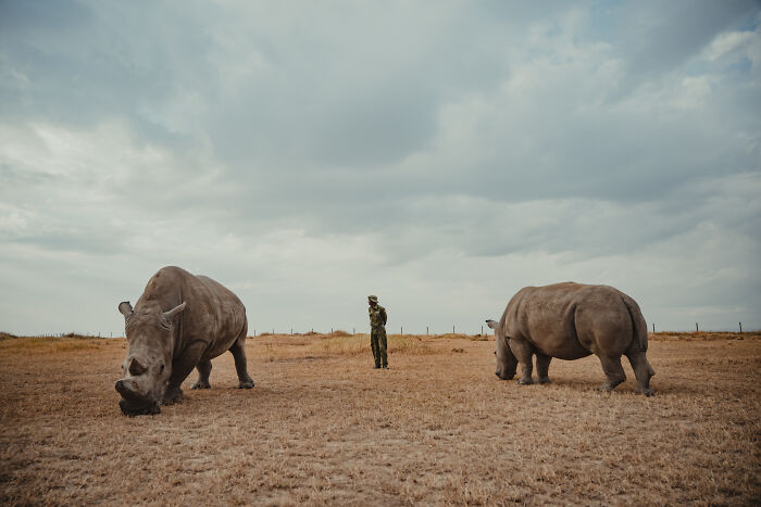 Meet The Last 2 Northern White Rhinos and Their Super Dedicated Squad