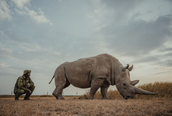 Meet The Last 2 Northern White Rhinos and Their Super Dedicated Squad