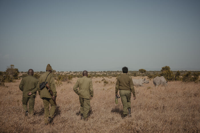 Meet The Last 2 Northern White Rhinos and Their Super Dedicated Squad