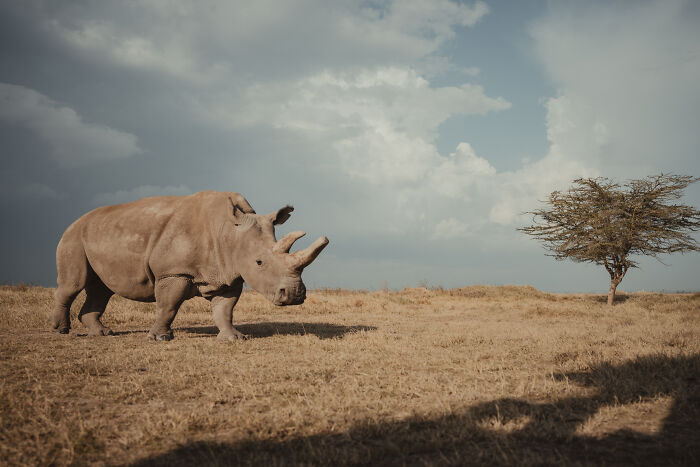 Meet The Last 2 Northern White Rhinos and Their Super Dedicated Squad