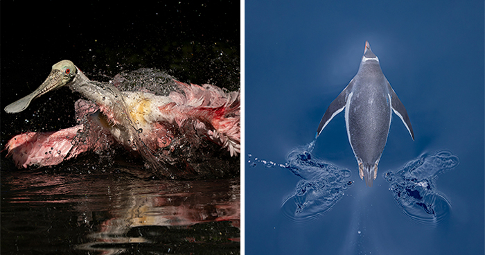 The Wildest, Most Jaw-Dropping Bird Pics From the 2025 & 2026 Audubon Awards