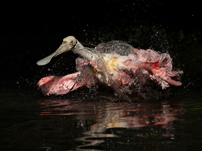 Big Winner USA & Canada 2026: Jacqueline Burke’s Roseate Spoonbill