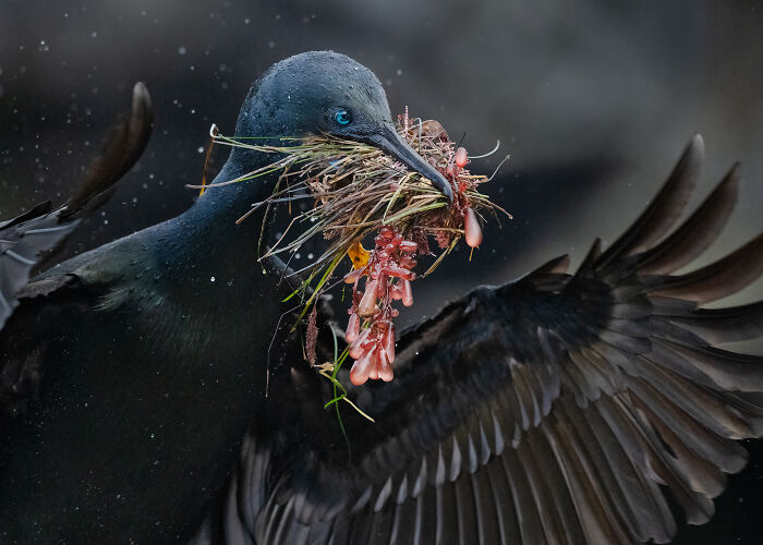 Plant Power, 2025: Barbara Swanson’s Brandt’s Cormorant and Underwater Vibes