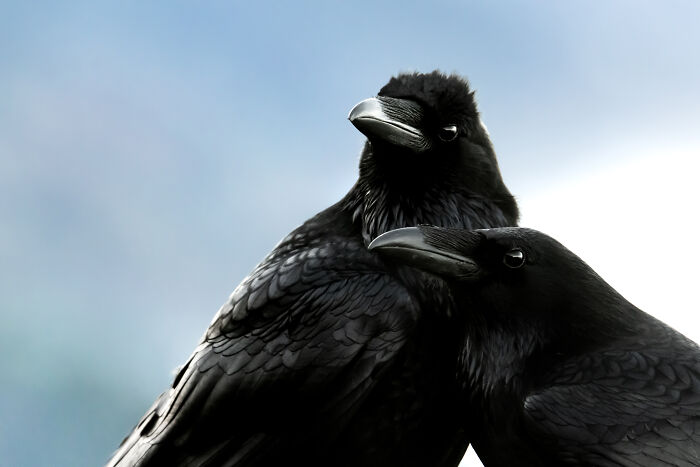 Youth Shoutout 2025: Jake Hillygus’ Common Ravens