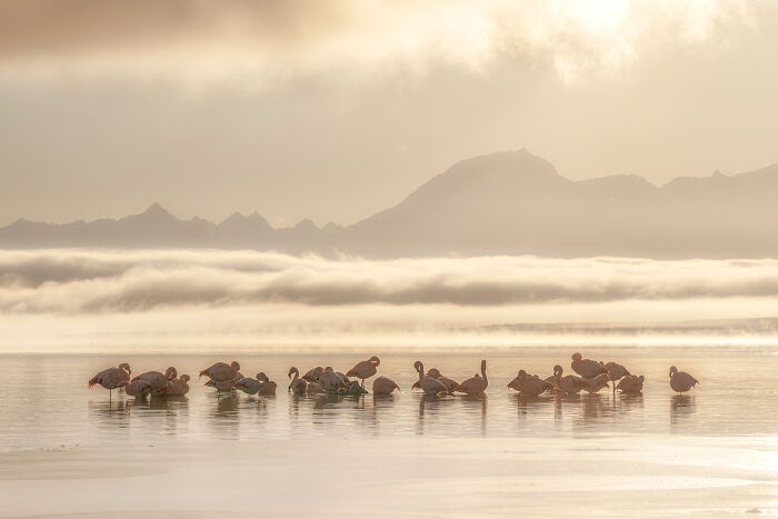 Chilean Landscapes 2025: Caro Aravena’s Flamingo Flock