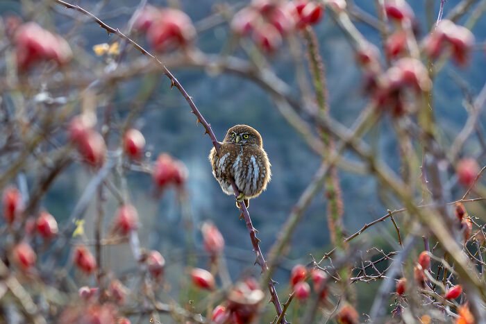 Chile Landscape Honorable Mention 2025: Francisco Vera’s Tiny Austral Pygmy-Owl
