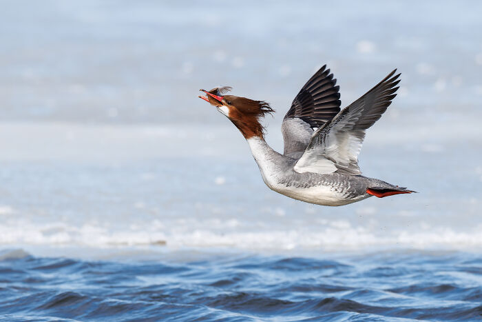 Female Bird Win 2026: Gail Bisson’s Common Merganser