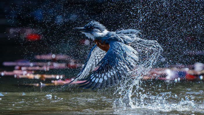 Chile & Colombia Grand Prize 2025: Felipe Esteban’s Ringed Kingfisher
